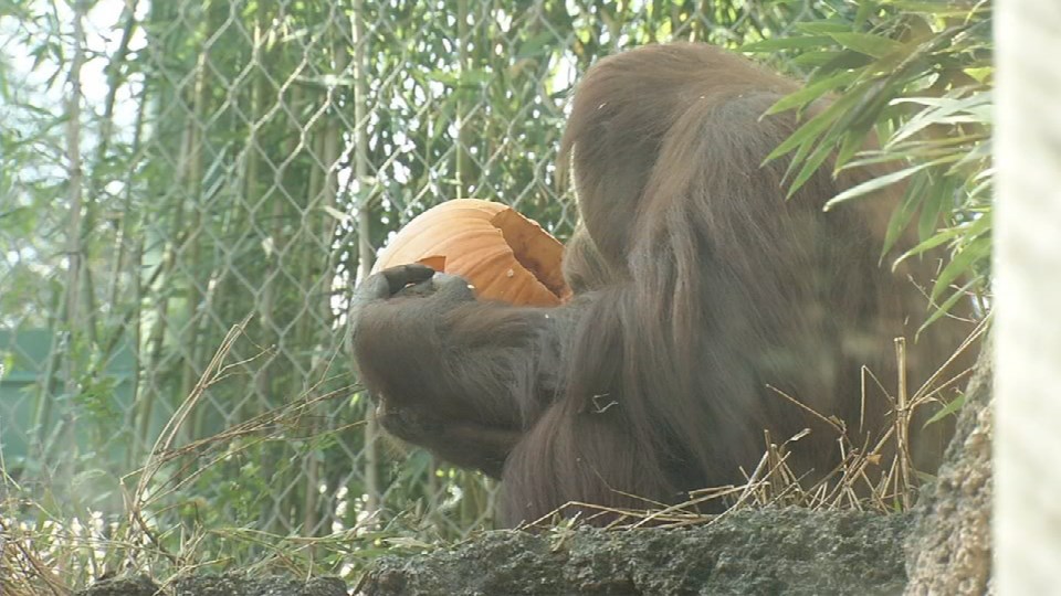 Louisville Zoo Animal Pumpkin Smash held Saturday - WDRB 41 Louisville News