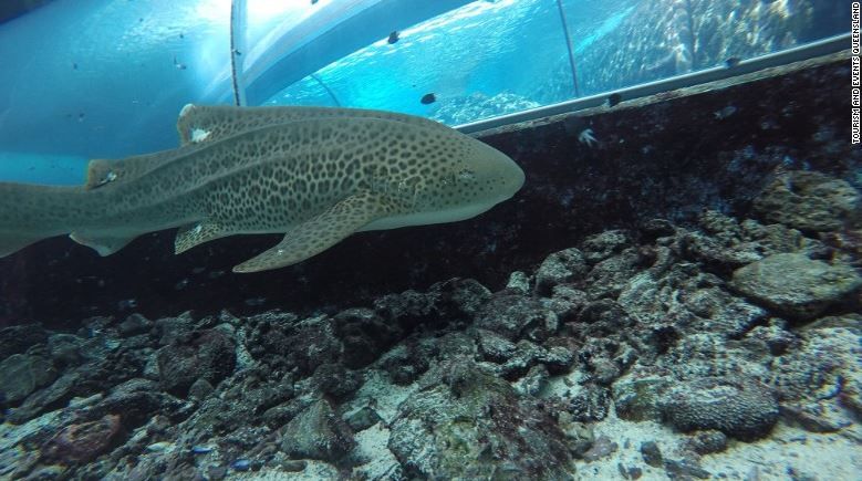 Entrepreneur reportedly pushing for aquarium on River Road in Lo - WDRB 41 Louisville News - WDRB