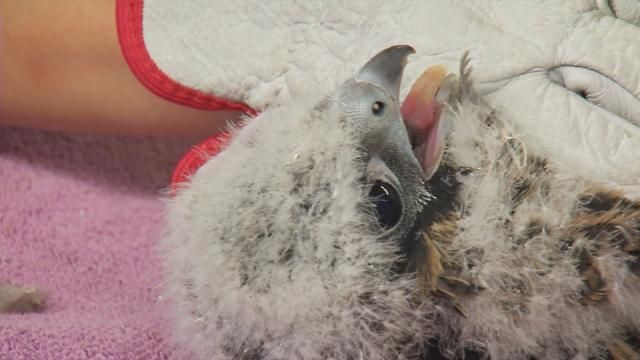 IMAGES | New Albany students name peregrine falcons nesting at power plant - WDRB