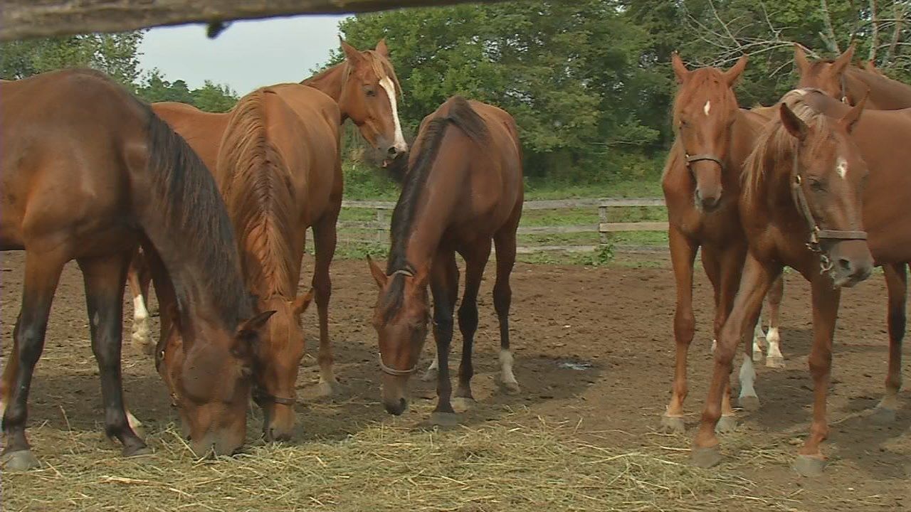 Several horses crash through fences, suffer injuries after Shelby