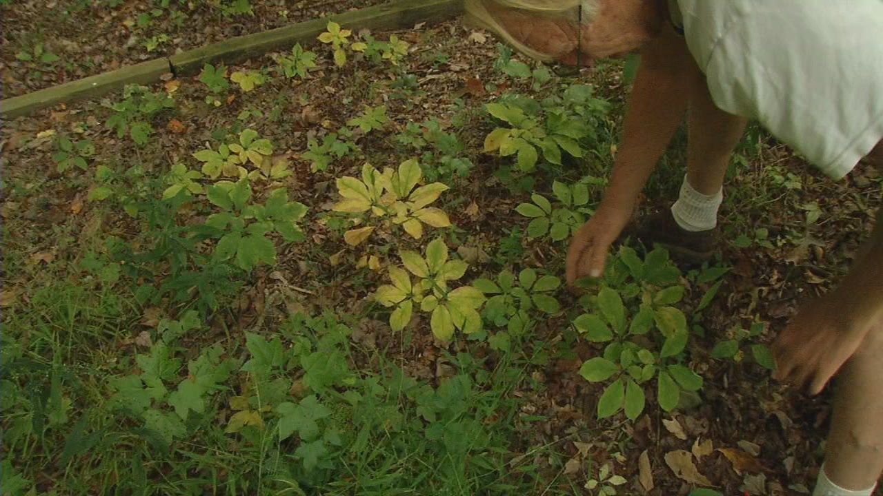 Ginseng valued at 350 per pound as harvesting season begins WDRB 41