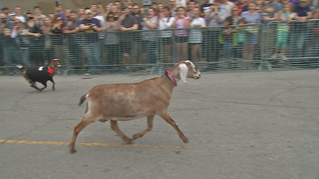NuLu Celebrates the traditions of Bock Beer and Goat Races WDRB 41