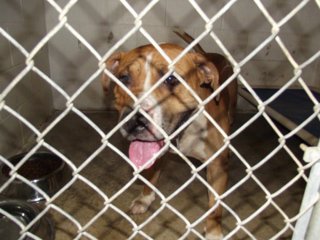 Deaf woman attacked by pit bull WDRB 41 Louisville News