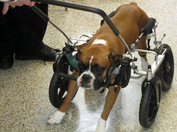 SLIDESHOW: Abandoned dog named Cracker Jack receives help to walk again - WDRB 41 Louisville News