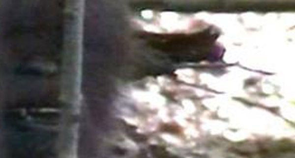 VIDEO PROOF? Bigfoot lives in the woods of Kentucky WDRB 41