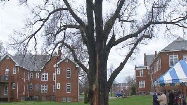 Louisville home to one of the oldest slippery elm trees in the U.S