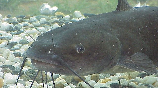 Catfish Controversy in Kentucky waters WDRB 41 Louisville News
