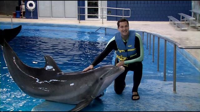 Indianapolis Zoo offers once in lifetime dolphin experience - WDRB 41