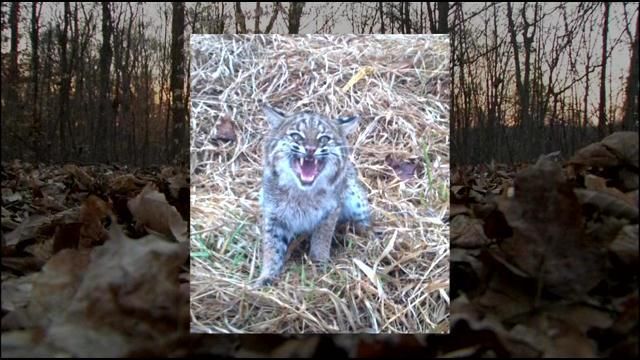 Shocking Bobcat Sightings In Indiana Interactive Map Reveals All - 5e3weo7