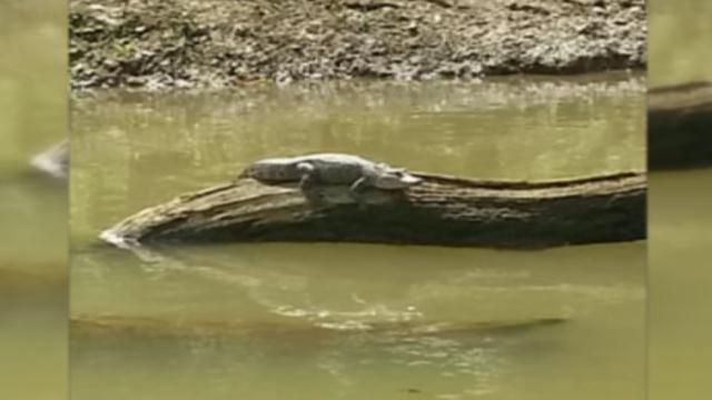 Kentucky creek invaded by alligator WDRB 41 Louisville News