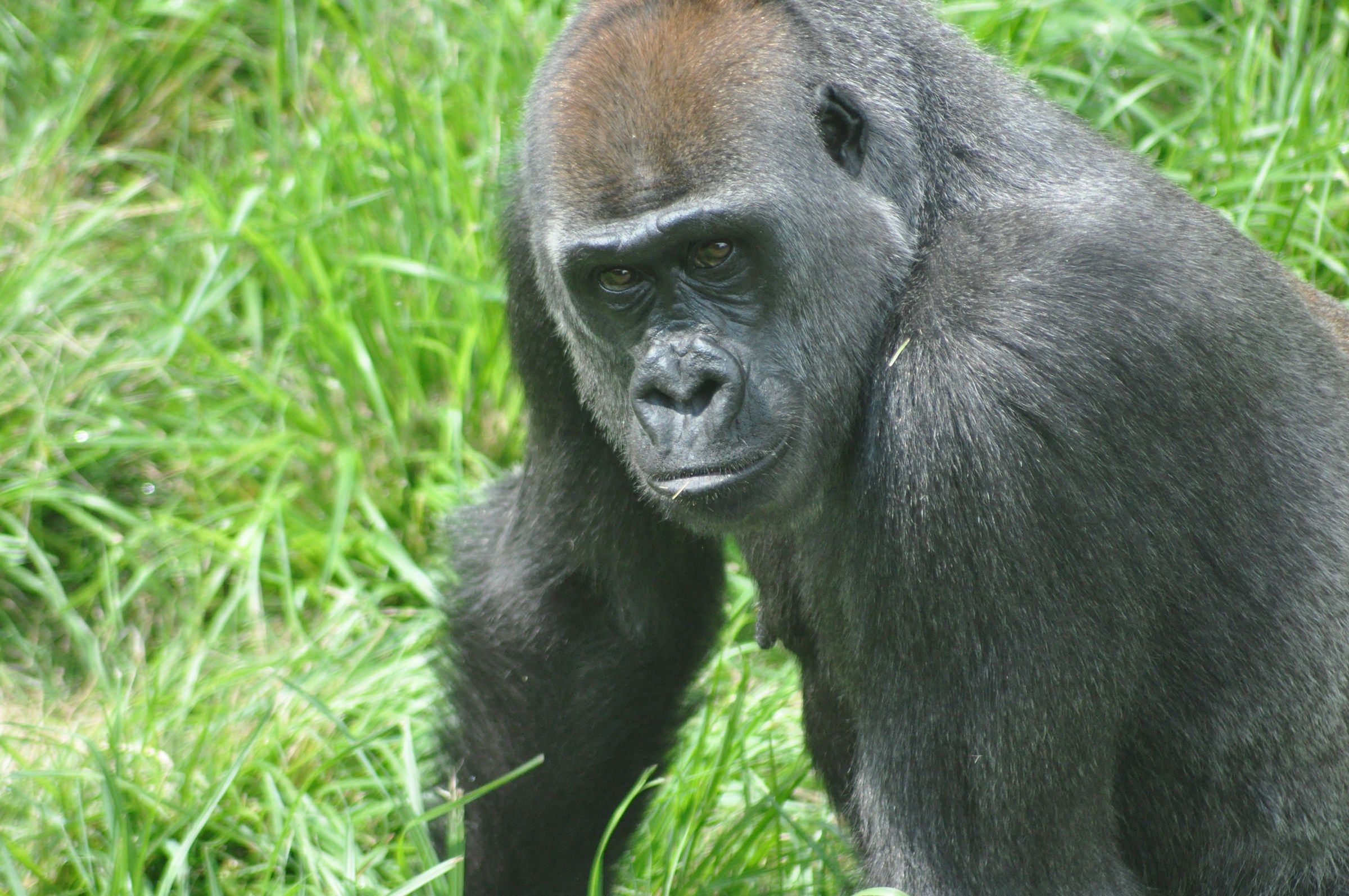 Louisville Zoo expecting birth of baby gorilla in May WDRB 41