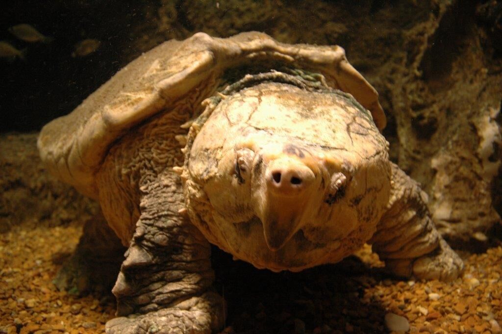 Newport Aquarium reports death of 150-year-old turtle - WDRB 41 ...