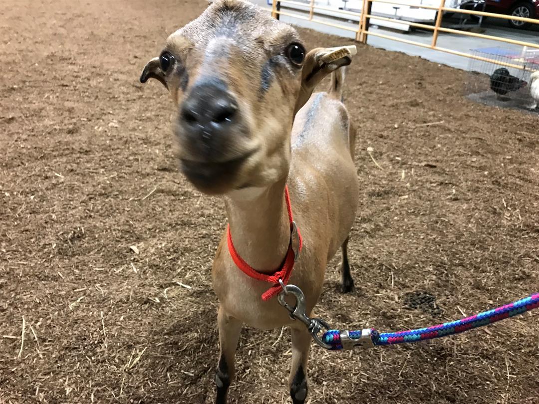 Harrison County Fair continues for more than 150 years Morning