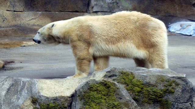 Louisville Zoo polar bear dies - WDRB 41 Louisville News